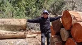 Anggota DPRD Pessel, Novermal Yuska melihat langsung tumpukan kayu gelondongan ukuran besar, saat melakukan Sidak beberapa waktu lalu ke hulu sungai Batang Bayang, batas Pessel dengan Kabupaten Solok. (Foto: Dok Novermal)