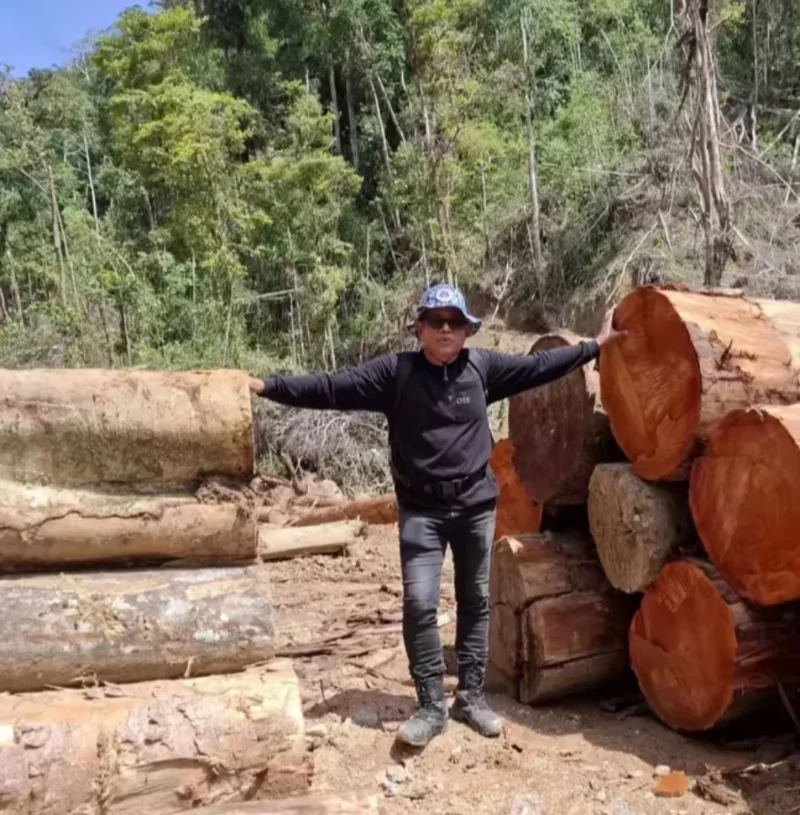 Anggota DPRD Pessel, Novermal Yuska melihat langsung tumpukan kayu gelondongan ukuran besar, saat melakukan Sidak beberapa waktu lalu ke hulu sungai Batang Bayang, batas Pessel dengan Kabupaten Solok. (Foto: Dok Novermal)