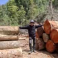 Anggota DPRD Pessel, Novermal Yuska melihat langsung tumpukan kayu gelondongan ukuran besar, saat melakukan Sidak beberapa waktu lalu ke hulu sungai Batang Bayang, batas Pessel dengan Kabupaten Solok. (Foto: Dok Novermal)