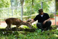Wali Kota Padang Panjang, Hendri Arnis bermain dengan rusa di PDIKM, Minggu (21/9/2025). (Foto: Kominfo Padang Panjang)