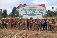 Bupati Pasbar, H. Yulianto menghadiri Panen Raya Jagung Serentak Kuartal III di Dusun II Bandarejo, Nagari Lingkuang Aua Bandarejo, Kecamatan Pasaman, Sabtu (27/9). (Foto: Diskominfo Pasbar)