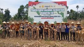 Bupati Pasbar, H. Yulianto menghadiri Panen Raya Jagung Serentak Kuartal III di Dusun II Bandarejo, Nagari Lingkuang Aua Bandarejo, Kecamatan Pasaman, Sabtu (27/9). (Foto: Diskominfo Pasbar)