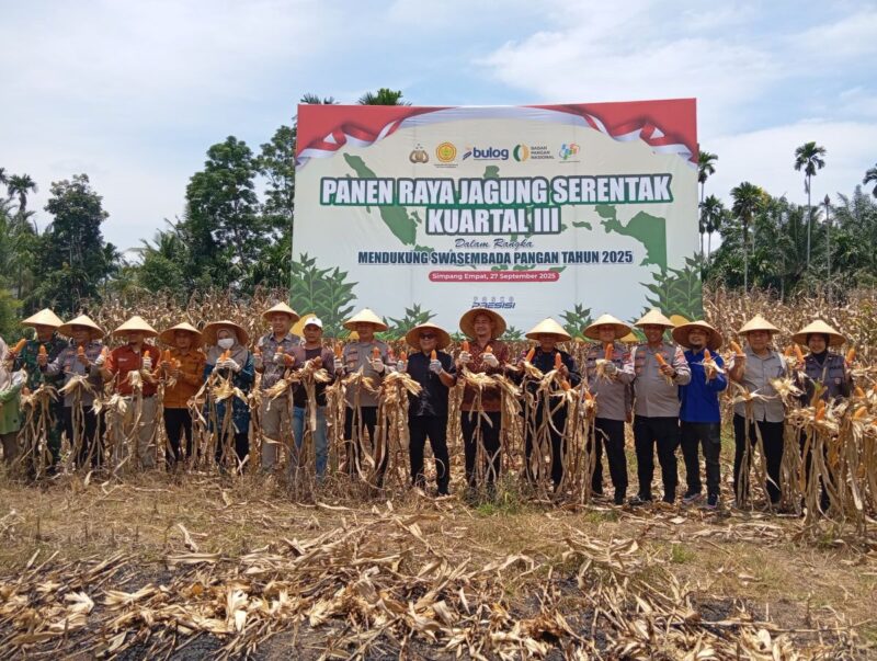 Bupati Pasbar, H. Yulianto menghadiri Panen Raya Jagung Serentak Kuartal III di Dusun II Bandarejo, Nagari Lingkuang Aua Bandarejo, Kecamatan Pasaman, Sabtu (27/9). (Foto: Diskominfo Pasbar)