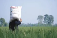 Kementan memastikan stok pupuk subsidi aman untuk musim tanam 2025. (Foto: Kementan)