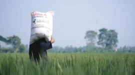 Kementan memastikan stok pupuk subsidi aman untuk musim tanam 2025. (Foto: Kementan)