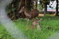 PDIKM Padang Panjang menghadirkan inovasi dengan menambah fasilitas taman binatang yang saat ini dihuni dua ekor rusa. (Foto: Kominfo Padang Panjang)