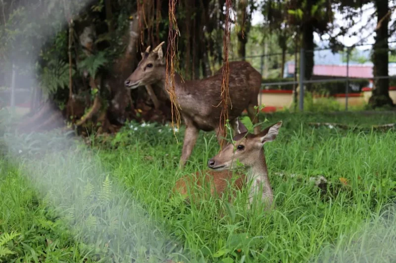 PDIKM Padang Panjang menghadirkan inovasi dengan menambah fasilitas taman binatang yang saat ini dihuni dua ekor rusa. (Foto: Kominfo Padang Panjang)