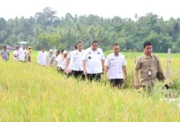Wali Kota Pariaman Yota Balad bersama Wakil Wali Kota Mulyadi meninjau sawah warga yang terserang hama wereng di Desa Tungkal Selatan dan Desa Sikapak Barat, Kecamatan Pariaman Utara, Rabu (10/9/2025). (Foto: Kominfo Pariaman)