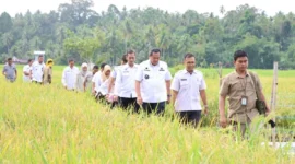 Wali Kota Pariaman Yota Balad bersama Wakil Wali Kota Mulyadi meninjau sawah warga yang terserang hama wereng di Desa Tungkal Selatan dan Desa Sikapak Barat, Kecamatan Pariaman Utara, Rabu (10/9/2025). (Foto: Kominfo Pariaman)