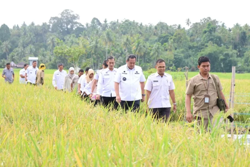 Wali Kota Pariaman Yota Balad bersama Wakil Wali Kota Mulyadi meninjau sawah warga yang terserang hama wereng di Desa Tungkal Selatan dan Desa Sikapak Barat, Kecamatan Pariaman Utara, Rabu (10/9/2025). (Foto: Kominfo Pariaman)
