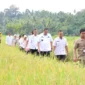 Wali Kota Pariaman Yota Balad bersama Wakil Wali Kota Mulyadi meninjau sawah warga yang terserang hama wereng di Desa Tungkal Selatan dan Desa Sikapak Barat, Kecamatan Pariaman Utara, Rabu (10/9/2025). (Foto: Kominfo Pariaman)