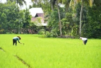 BWS Sumatera V bakal membangun JIAT di Kecamatan Bungkteb dan Kecamatan Lubuk Kilangan. (Foto: FB Diskominfo Padang)