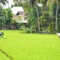 BWS Sumatera V bakal membangun JIAT di Kecamatan Bungkteb dan Kecamatan Lubuk Kilangan. (Foto: FB Diskominfo Padang)