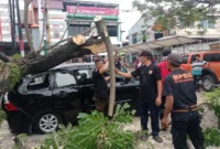 Pohon trambesi tumbang dan menimpa satu unit mobil di Jalan By Pass Km 7, tepatnya di depan SPH, Kamis (9/10/2025) pagi. (Foto: Humas BPBD Padang)