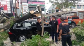 Pohon trambesi tumbang dan menimpa satu unit mobil di Jalan By Pass Km 7, tepatnya di depan SPH, Kamis (9/10/2025) pagi. (Foto: Humas BPBD Padang)