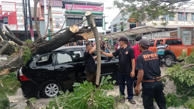 Pohon trambesi tumbang dan menimpa satu unit mobil di Jalan By Pass Km 7, tepatnya di depan SPH, Kamis (9/10/2025) pagi. (Foto: Humas BPBD Padang)