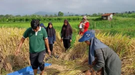 Pelaku usaha mikro, pedagang, dan petani kini bisa mengakses permodalan tanpa bunga melalui Tabungan Bersama (Berkah Serambi Mekkah/Subsidi Bunga). (Foto: Kominfo Padang Panjang)
