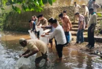 Wakil Bupati Padang Pariaman, Rahmat Hidayat menebarkan 5.000 ekor benih ikan Nila dan Ikan Mas di Batang Aia Sungai Abu, tepat di depan Masjid Raya Toboh Gadang, Jumat (10/10/2025). (Foto: Kominfo Padang Pariaman)