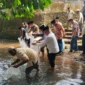 Wakil Bupati Padang Pariaman, Rahmat Hidayat menebarkan 5.000 ekor benih ikan Nila dan Ikan Mas di Batang Aia Sungai Abu, tepat di depan Masjid Raya Toboh Gadang, Jumat (10/10/2025). (Foto: Kominfo Padang Pariaman)