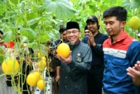 Wakil Wali Kota Padang, Maigus Nasir menghadiri panen perdana Melon Golden Premium Hidroponik di Bungtekab, Jumat (3/10/2025). (Foto: Prokopim Padang)