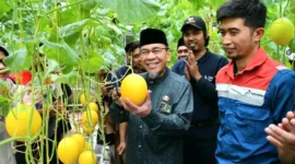 Wakil Wali Kota Padang, Maigus Nasir menghadiri panen perdana Melon Golden Premium Hidroponik di Bungtekab, Jumat (3/10/2025). (Foto: Prokopim Padang)