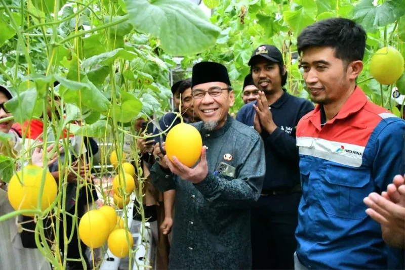 Wakil Wali Kota Padang, Maigus Nasir menghadiri panen perdana Melon Golden Premium Hidroponik di Bungtekab, Jumat (3/10/2025). (Foto: Prokopim Padang)