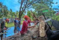 Petugas sedang membersihkan pohon tumbang. (Foto: Ist)