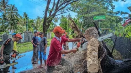 Petugas sedang membersihkan pohon tumbang. (Foto: Ist)