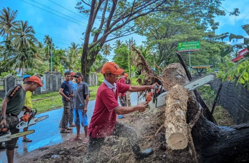 Petugas sedang membersihkan pohon tumbang. (Foto: Ist)