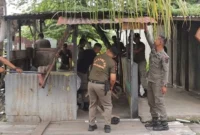 Petugas Satpol PP Padang membongkar lapak pedagang yang berjualan di atas lahan milik Pemko Padang di Jalan Tan Malaka, Selasa (11/11/2025) sore. (Foto: Humas Satpol PP Padang)