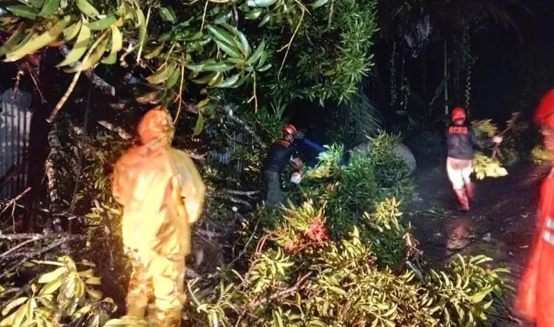 Tim Reaksi Cepat (TRC) BPBD Padang membersihkan material pohon tumbang. (Foto: BPBD Padang)