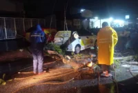 Petugas BPBD Padang membersihkan pohon tumbang di salah satu titik di Kota Padang. (Foto: Ist)