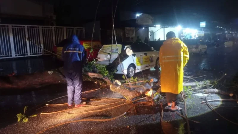 Petugas BPBD Padang membersihkan pohon tumbang di salah satu titik di Kota Padang. (Foto: Ist)