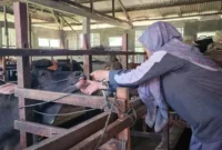 Dinas Pertanian Padang melakukan pelayanan kesehatan keliling pada ternak, terutama di kandang yang terdampak banjir dan longsor. (Foto: FB Diskominfo Padang)