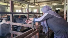 Dinas Pertanian Padang melakukan pelayanan kesehatan keliling pada ternak, terutama di kandang yang terdampak banjir dan longsor. (Foto: FB Diskominfo Padang)