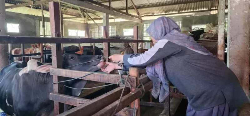 Dinas Pertanian Padang melakukan pelayanan kesehatan keliling pada ternak, terutama di kandang yang terdampak banjir dan longsor. (Foto: FB Diskominfo Padang)