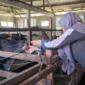 Dinas Pertanian Padang melakukan pelayanan kesehatan keliling pada ternak, terutama di kandang yang terdampak banjir dan longsor. (Foto: FB Diskominfo Padang)