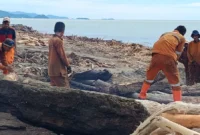 Petugas DLH Padang sedang bekerja membersihkan sampah pasca bencana di Pantai Padang. (Foto: DLH Padang)