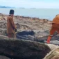 Petugas DLH Padang sedang bekerja membersihkan sampah pasca bencana di Pantai Padang. (Foto: DLH Padang)