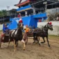 Pacu Bugih tradisi Minangkabau menjadi pembuka event Pacu Kuda Bukit Gombak. (Foto: Prokopim Tanah Datar)