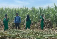 Kementerian Pertanian (Kementan) mencatat produksi gula nasional 2025 menembus 2,67 juta ton. (Foto: Kementan)