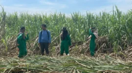 Kementerian Pertanian (Kementan) mencatat produksi gula nasional 2025 menembus 2,67 juta ton. (Foto: Kementan)