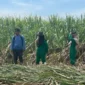 Kementerian Pertanian (Kementan) mencatat produksi gula nasional 2025 menembus 2,67 juta ton. (Foto: Kementan)