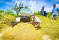 Menteri Pertanian Andi Amran Sulaiman memastikan produksi dan ketahanan pangan tetap aman meski cuaca dinamis. (Foto: Kementan)