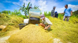 Menteri Pertanian Andi Amran Sulaiman memastikan produksi dan ketahanan pangan tetap aman meski cuaca dinamis. (Foto: Kementan)