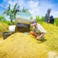 Menteri Pertanian Andi Amran Sulaiman memastikan produksi dan ketahanan pangan tetap aman meski cuaca dinamis. (Foto: Kementan)