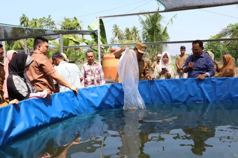 Wali Kota Pariaman Yota Balad menebar benih lele di kolam bioflok Desa Ampalu, Kecamatan Pariaman Utara, Selasa (10/2/2026). (Foto: Kominfo Kota Pariaman)