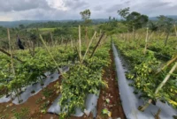 Harga cabai di sejumlah daerah mulai menunjukkan tren penurunan seiring pasokan yang meningkat pada Maret 2026. (Foto: Kementan) 