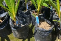 Kementerian Pertanian mengembangkan kawasan kelapa seluas 300 hektare di Kabupaten Wonosobo, Jawa Tengah. (Foto: Kementan)