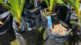 Kementerian Pertanian mengembangkan kawasan kelapa seluas 300 hektare di Kabupaten Wonosobo, Jawa Tengah. (Foto: Kementan)